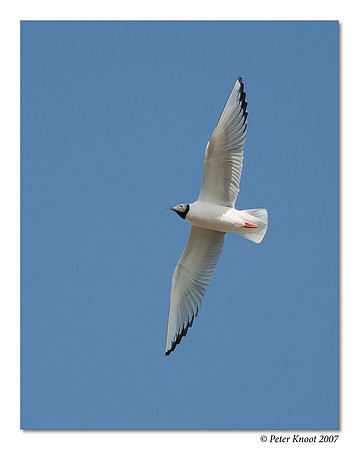 Bonaparte's Gull