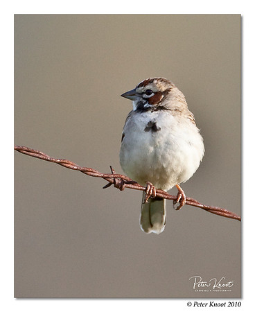 Lark Sparrow