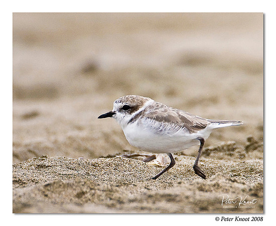 Snowy Plover