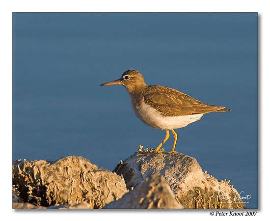 Spotted Sandpiper
