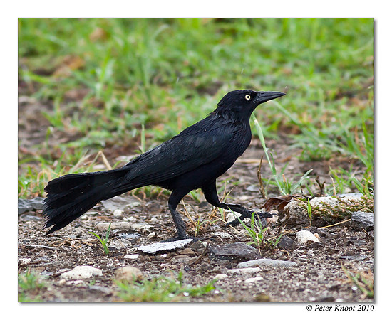 Caribbean Grackle