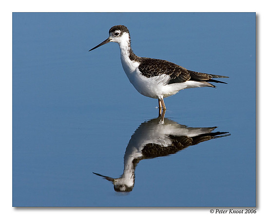 Black-necked Stilt