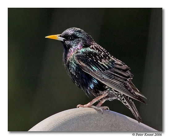 European Starling