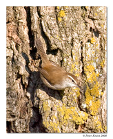 Bewick's Wren
