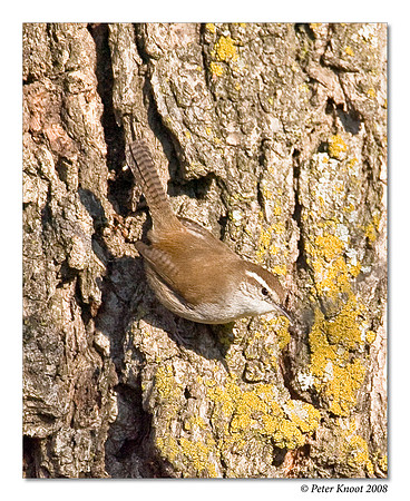 Bewick's Wren