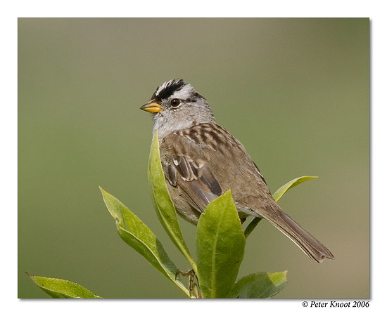 White-crowned Sparrow