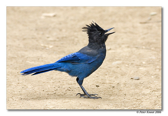 Steller's Jay