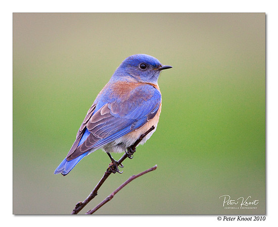 Western Bluebird
