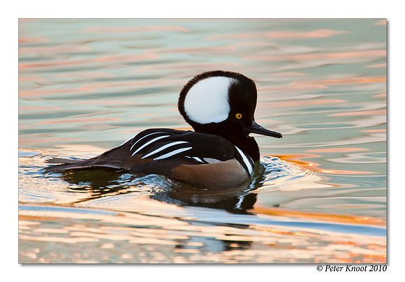 Hooded Merganser