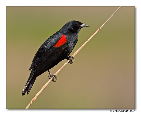 Red-winged Blackbird