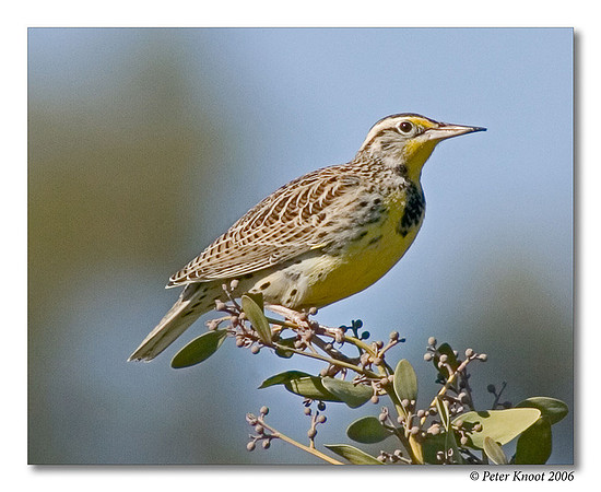 Western Meadowlark