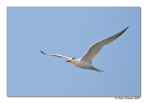 Royal Tern