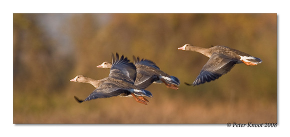 Greater White-fronted Goose