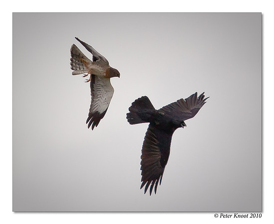 Northern Harrier