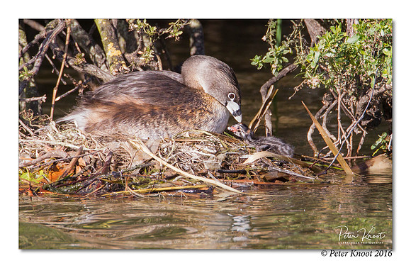 Pied-billed Grebe
