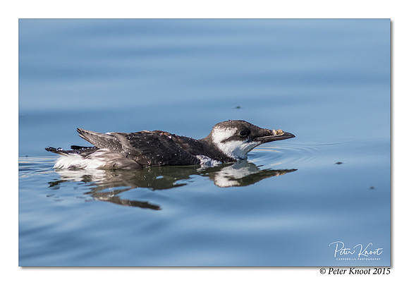 Common Murre
