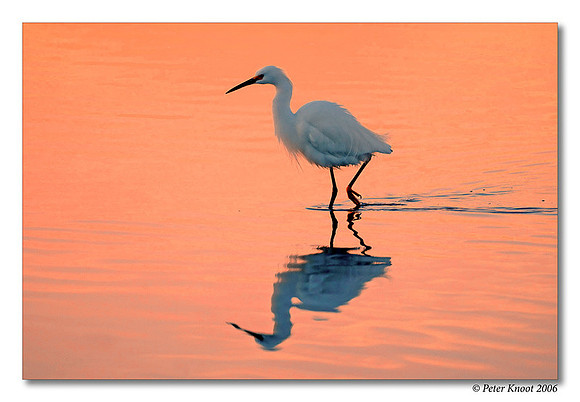 Snowy Egret