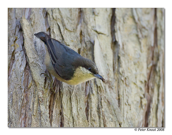 Pygmy Nuthatch