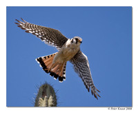 American Kestrel