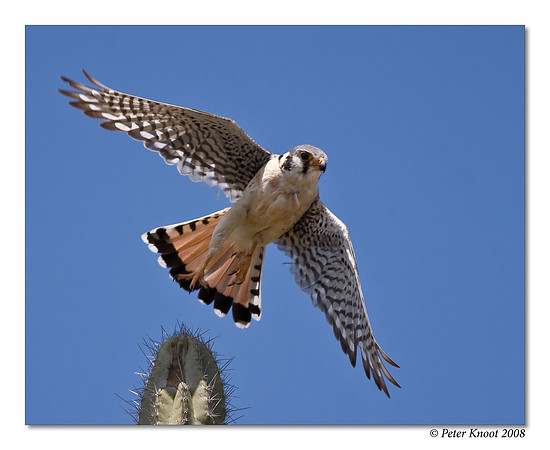 American Kestrel