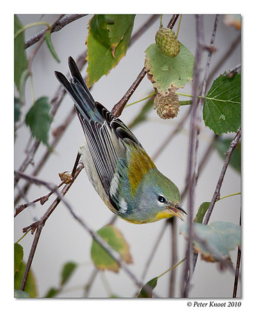 Northern Parula
