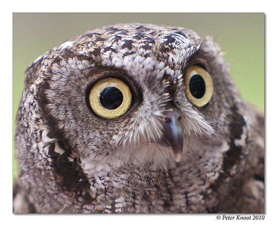 Western Screech Owl