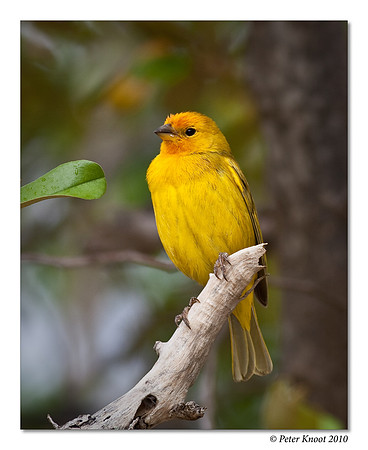 Saffron Finch