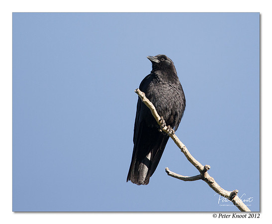 American Crow
