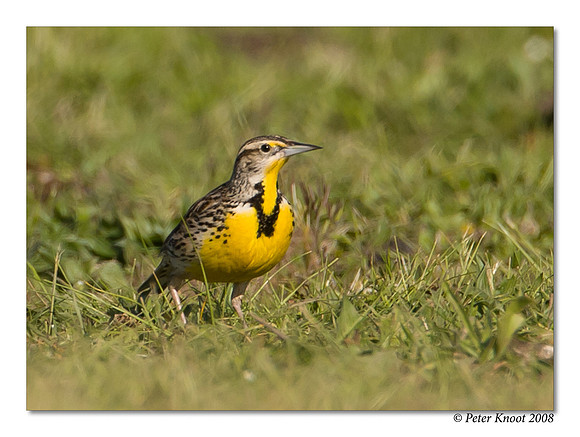 Western Meadowlark