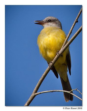 Tropical Kingbird