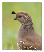 California Quail