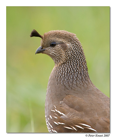 California Quail