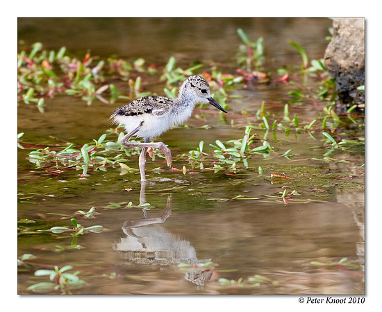 Black-winged Stilt