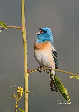 Lazuli Bunting