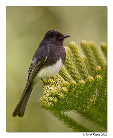 Black Phoebe