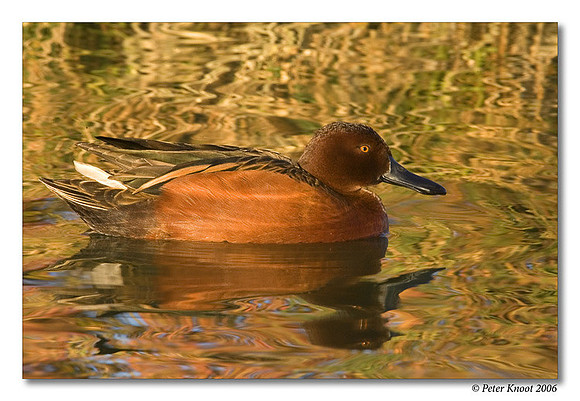 Cinnamon Teal