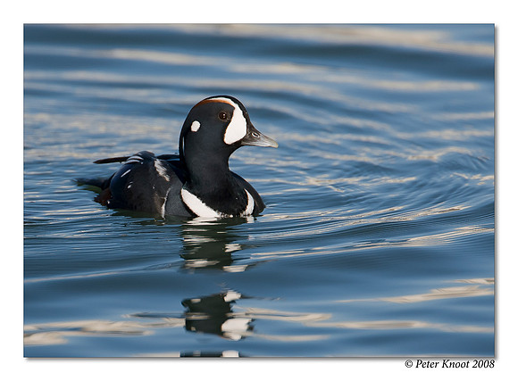 Harlequin Duck