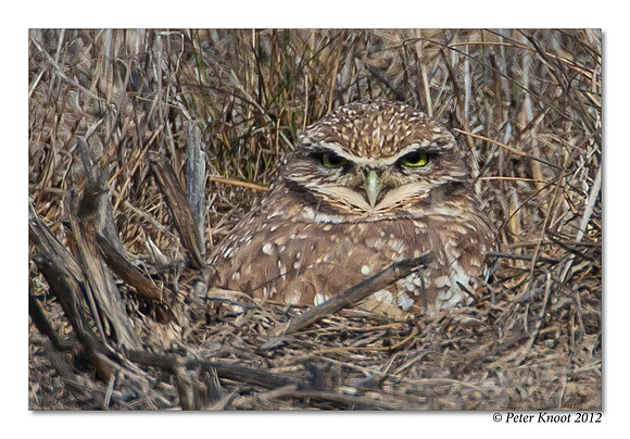 Burrowing Owl