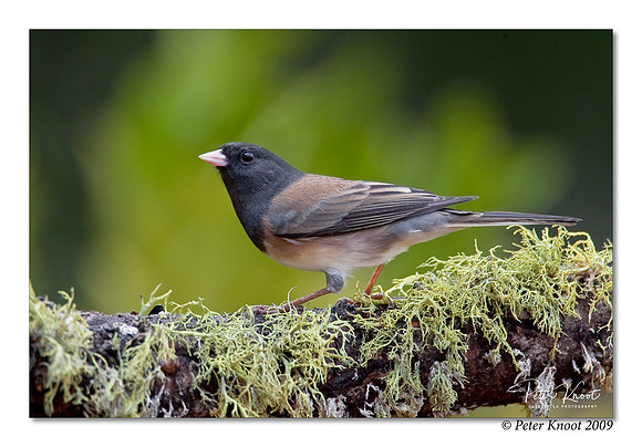 Dark-eyed Junco