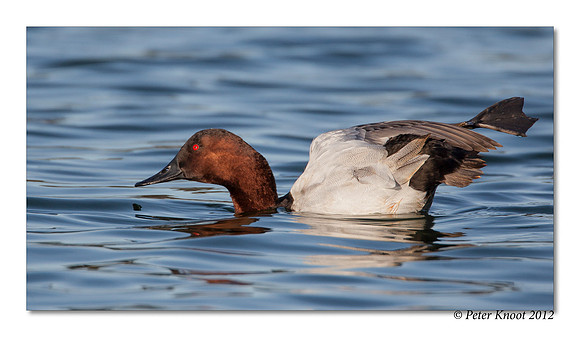 Canvasback
