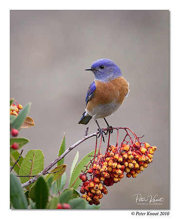 Western Bluebird