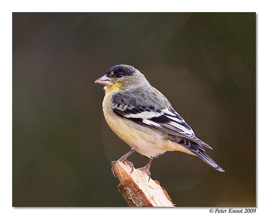 Lesser Goldfinch
