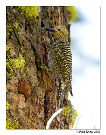 Williamson's Sapsucker