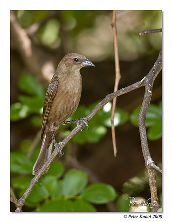 Shiny Cowbird
