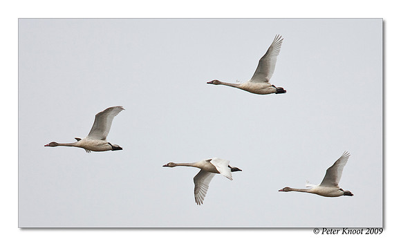 Tundra Swan
