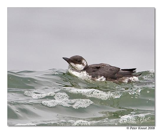 Common Murre