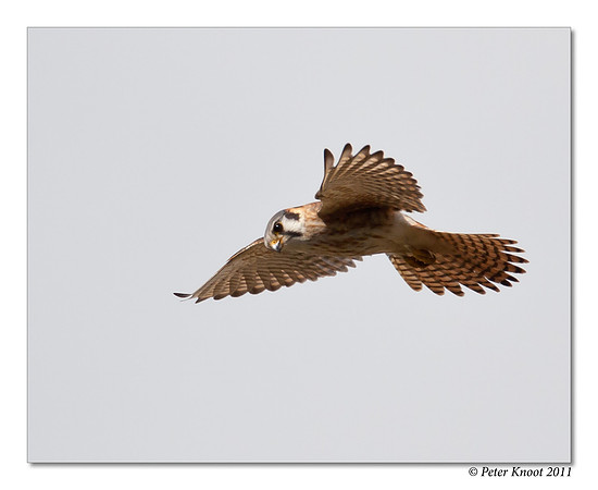 American Kestrel