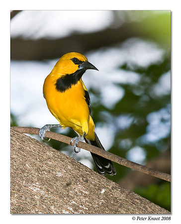Yellow Oriole