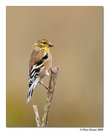 American Goldfinch