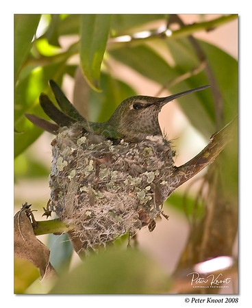 Anna's Hummingbird